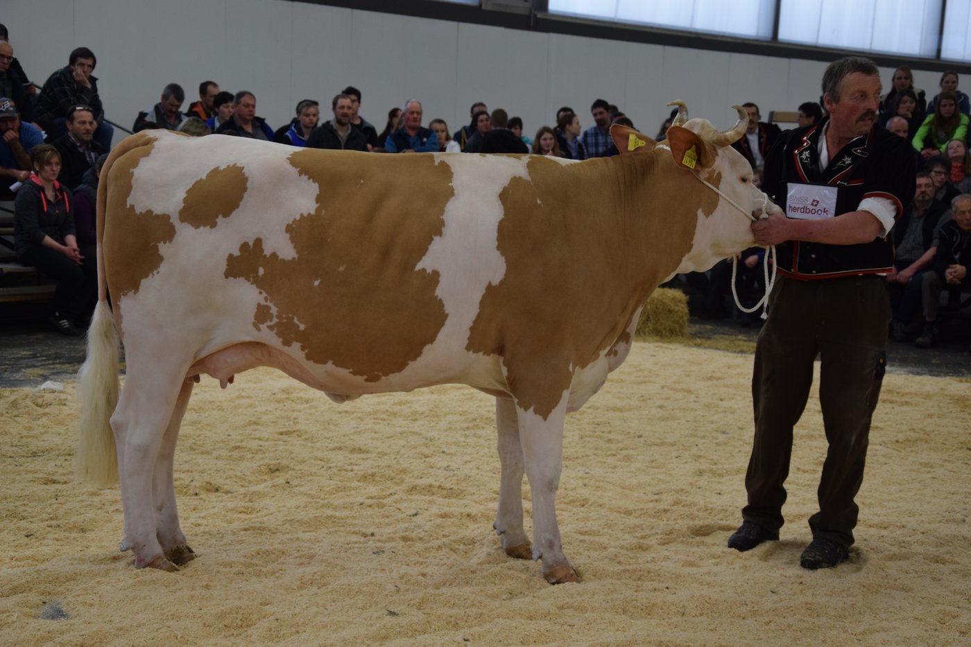 Schöneutersiegerin bei den jungen Simmentalerkühen: Fabbio Nubia, Walter Wyss, Wilderswil. 