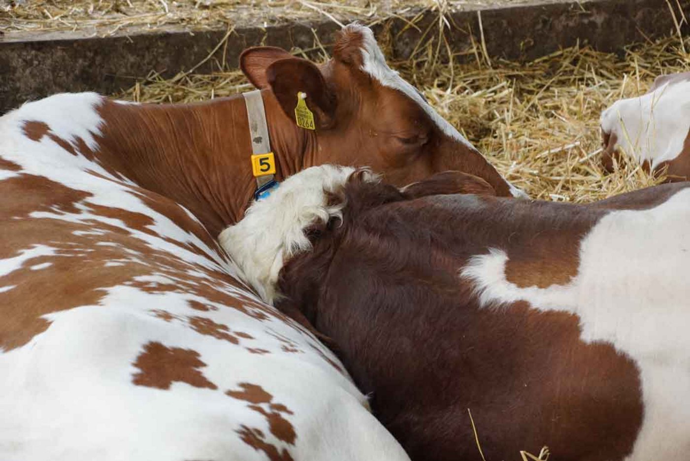 Wenn es kalt wird, rücken Cash und Sissi zusammen. (Bild Ruth Aerni)