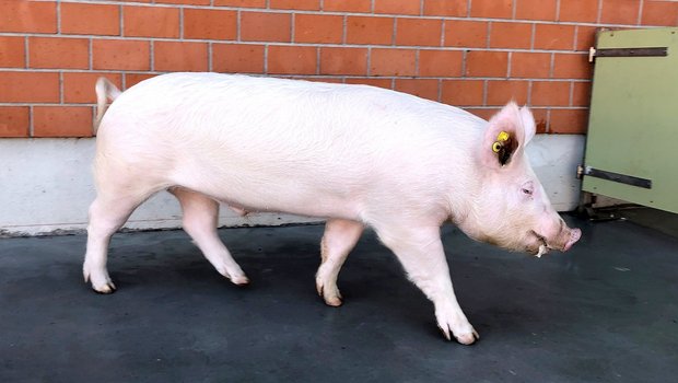 Ein Schweizer Edelschweineber mit den typischen aufstehenden Ohren. Die Rasse habe viele Vorteile und die Muttersauen seien dank ihrer Eignung für das freie Abferkeln jenen in anderen europäischen Ländern einen Schritt voraus. (Bild Suisag)