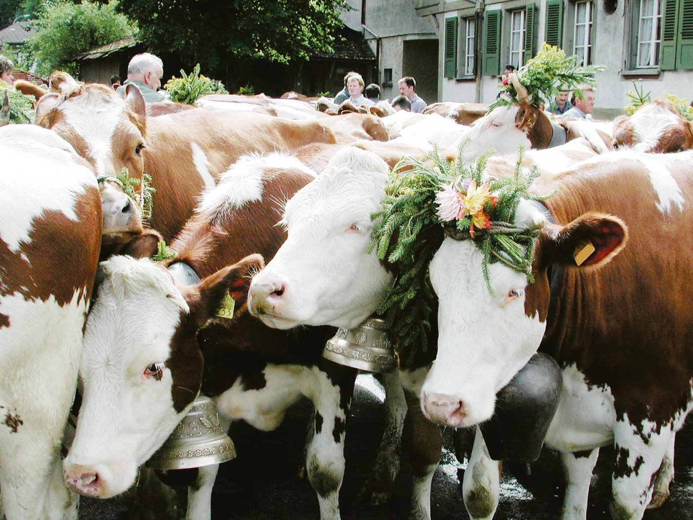 Am kommenden und nächsten Wochenende fahren die meisten	 Älpler mit ihren Tieren ins Tal ab.(Bild BauZ)
