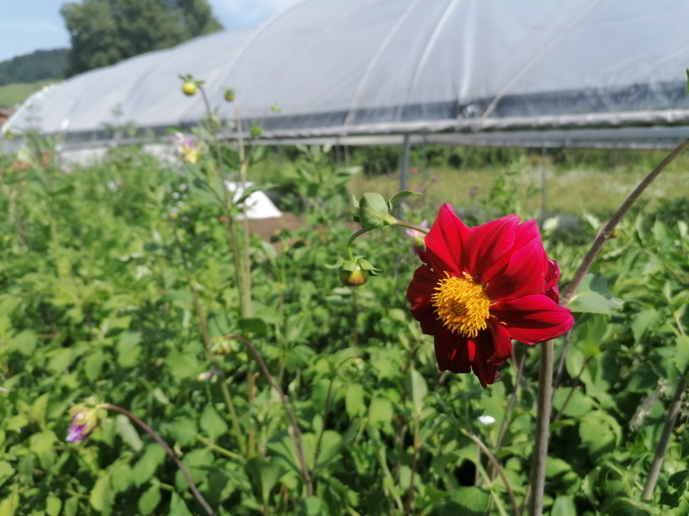 Die Speisedahlien gedeihen in Töpfen vor den Treibhäusern – sie sind bei Stefan Griesser liegen geblieben – wegen Corona. (Bild Belinda Balmer)