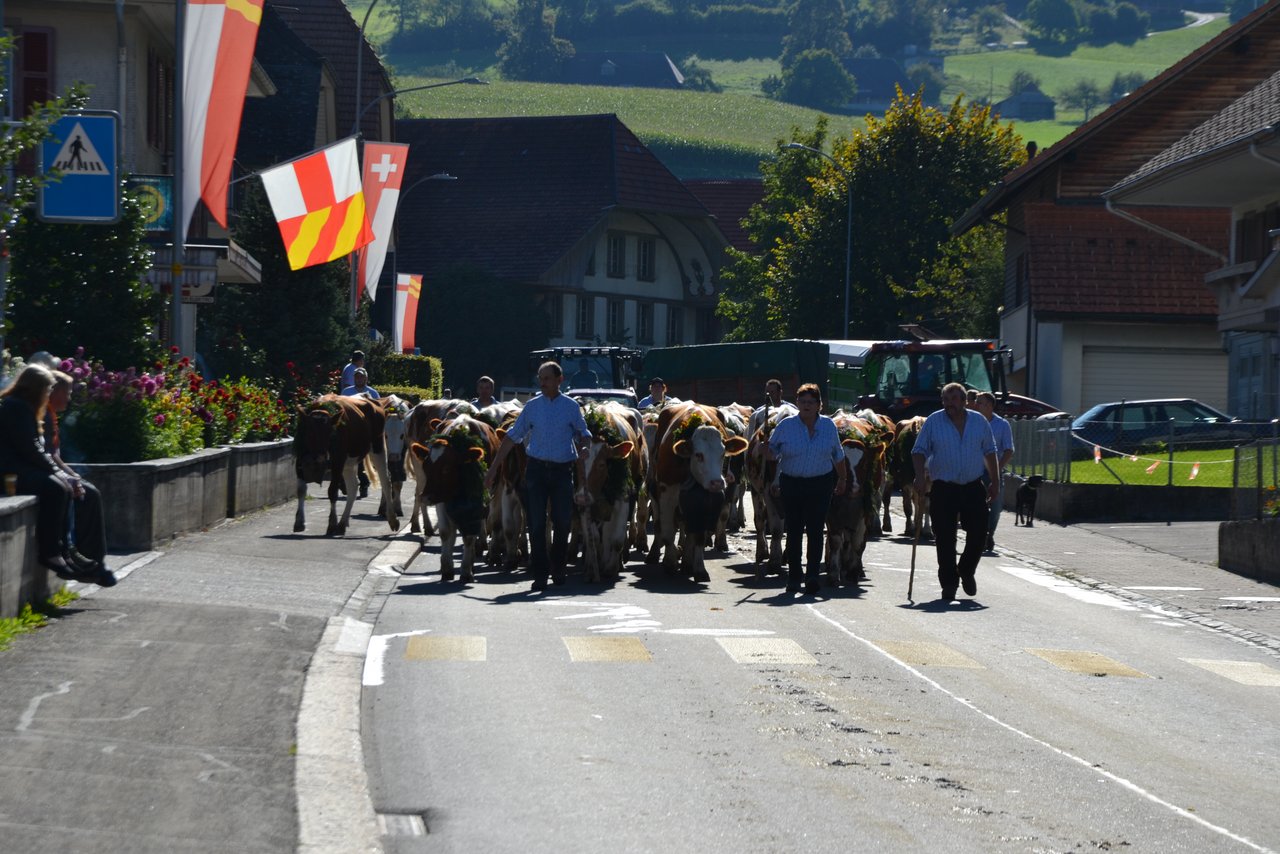 Die Rinder kamen von der Lüderenalp und von den Alpen Hinterarni.