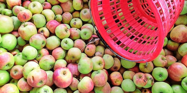 Noch läuft die Mostobsternte. Aber die Menge und die Qualität seien dieses Jahr erfreulich, ist aus den Kantonen Thurgau und St. Gallen zu vernehmen.  