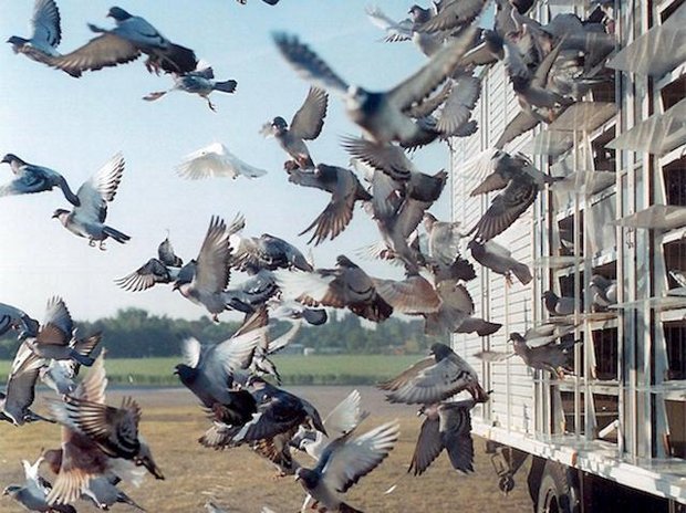 Der STS fordert mehr Transparenz von den Taubenhaltern. (Bild Flickr/STS Schweizer Tierschutz)