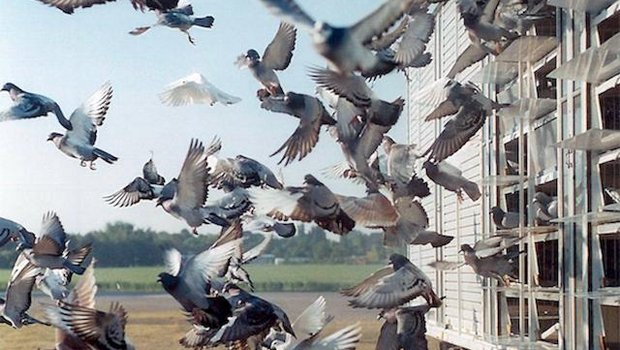 Der STS fordert mehr Transparenz von den Taubenhaltern. (Bild Flickr/STS Schweizer Tierschutz)