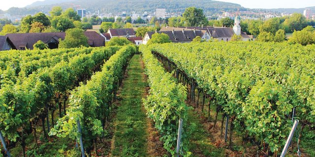 Die Trauben aus diesem Weinberg beim Kloster Fahr im Limmattal werden inskünftig in der Kellerei des Klosters Einsiedeln gekeltert. (Bild zVg)
