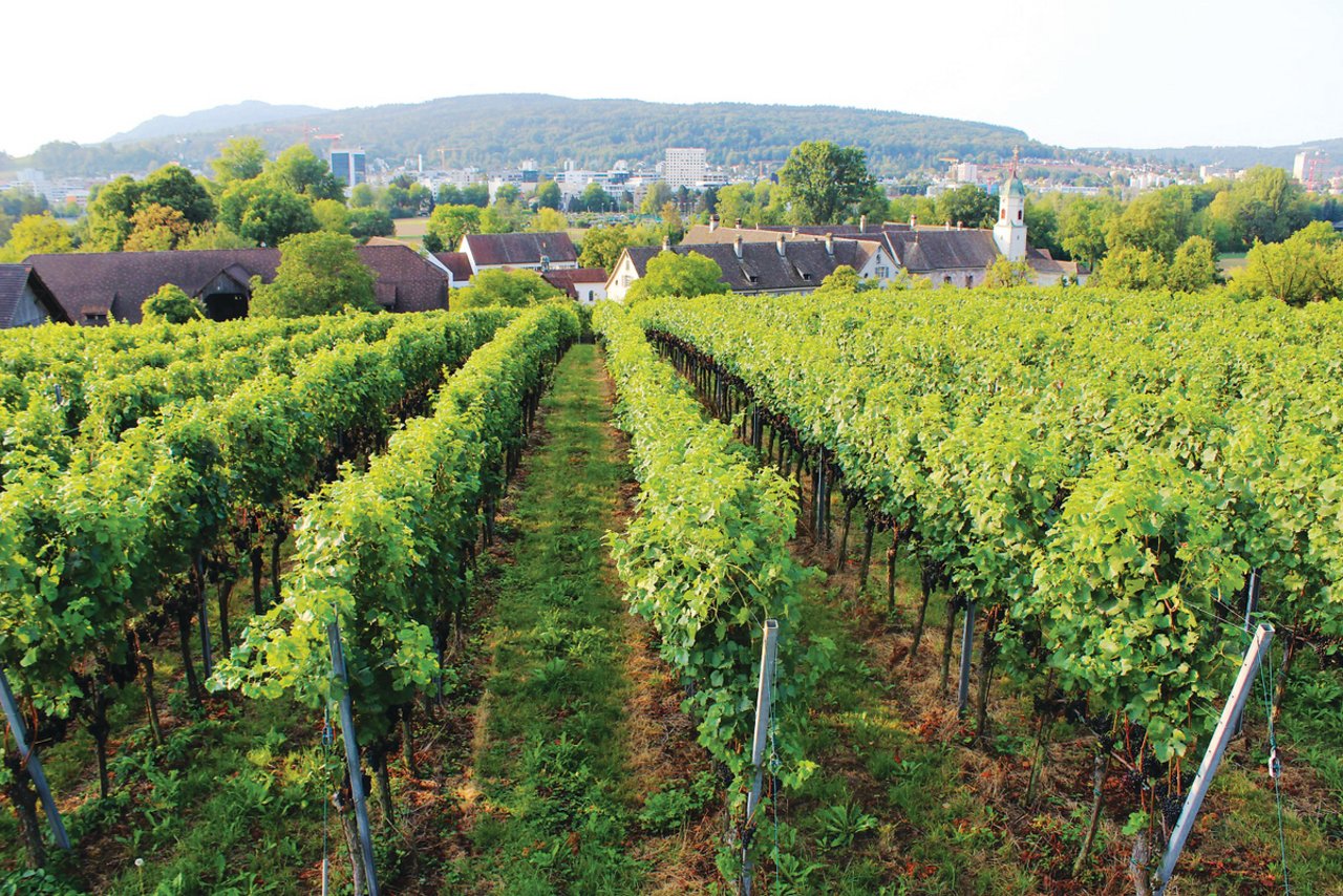 Die Trauben aus diesem Weinberg beim Kloster Fahr im Limmattal werden inskünftig in der Kellerei des Klosters Einsiedeln gekeltert. (Bild zVg)