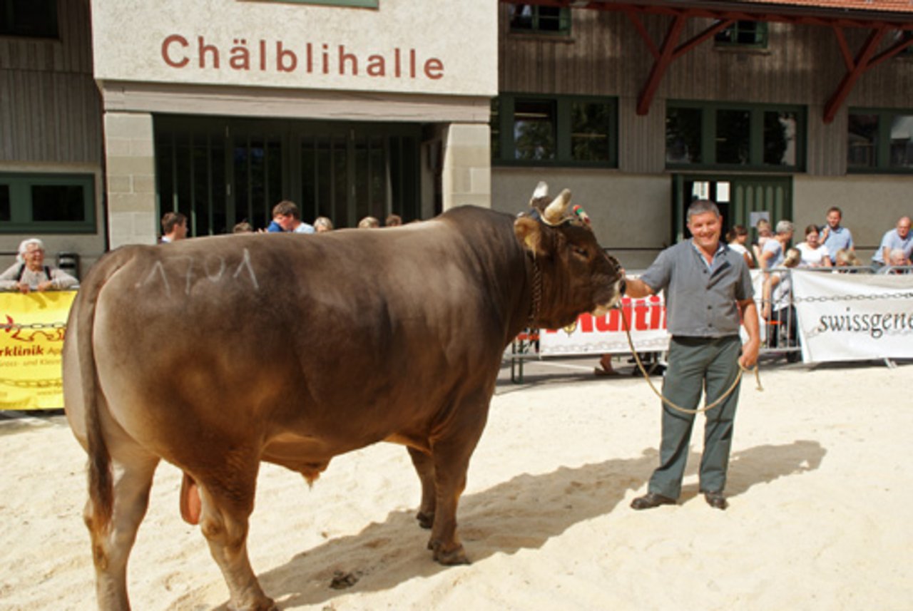 Der Original Braune Stier Lanko und sein Besitzer Janko gewannen die OB-Kategorie. (Bild Michael Götz)