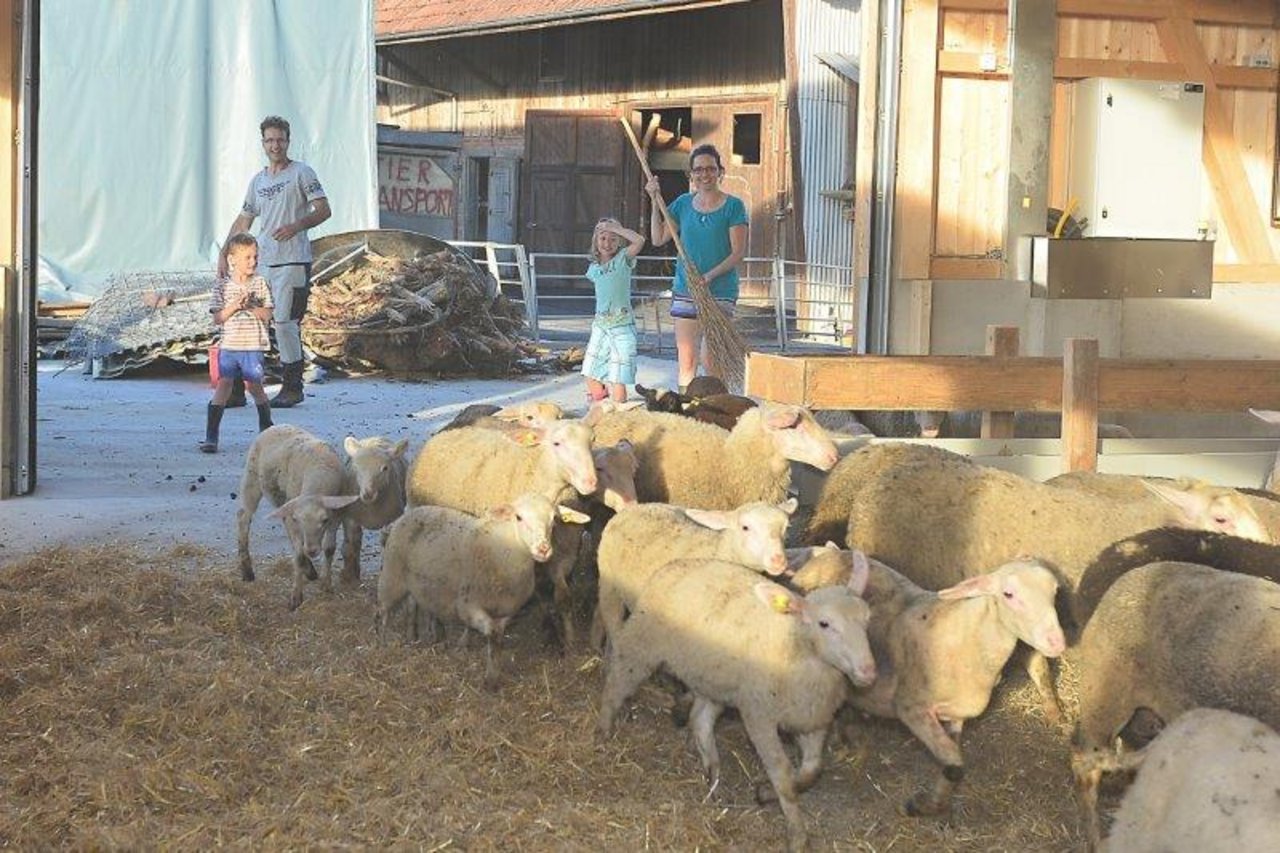 Die Schafe werden von Zieglers in den neuen Stall gezügelt.