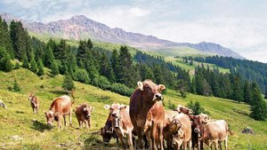 Die Stiftung Kora will unter anderem Erfahrungen dazu zusammentragen, wie im Ausland Rinderherden in Gebieten mit Wolfspräsenz zusammengesetzt sind und wie sie geführt werden, um Übergriffe zu verhindern. 