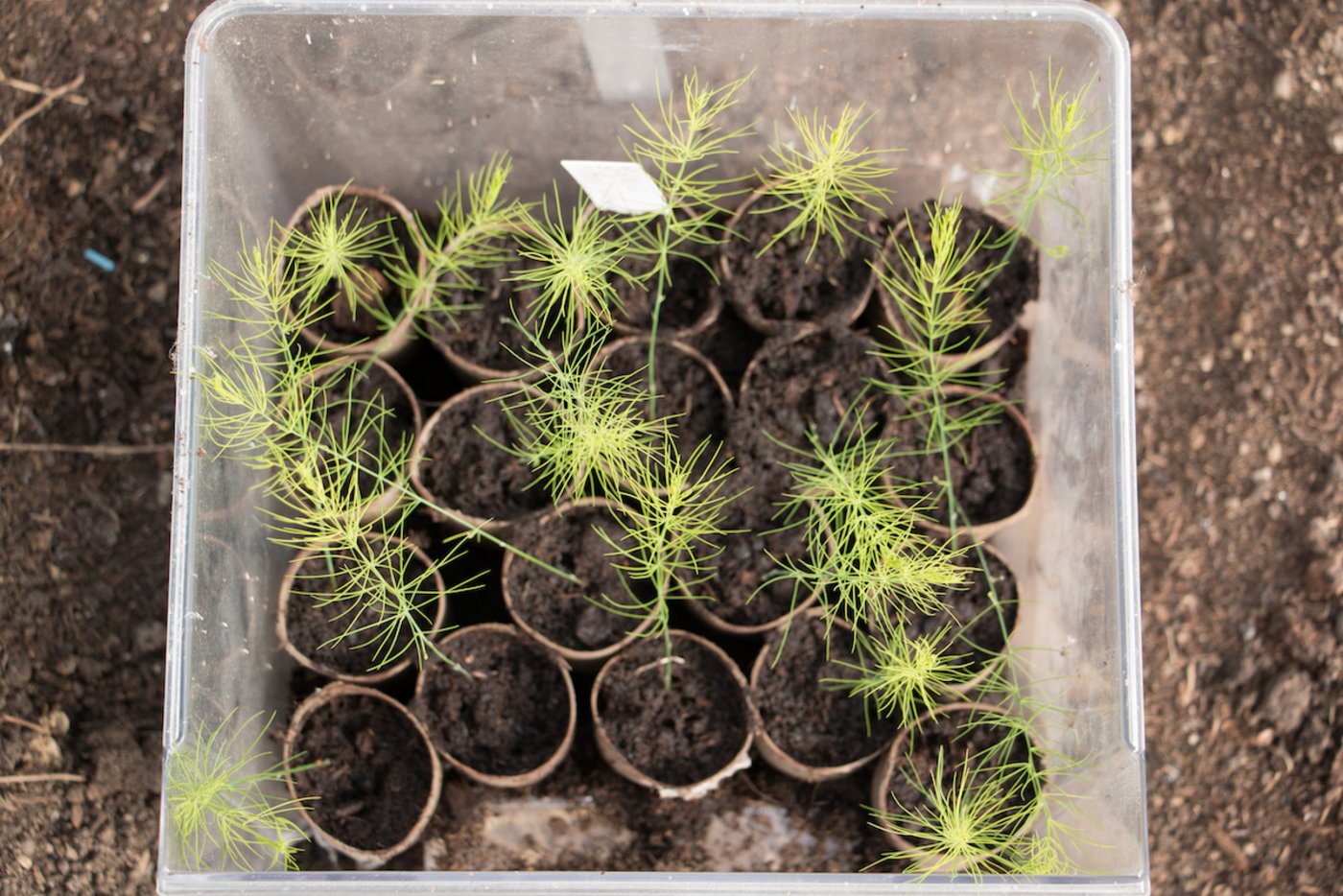 Spargel säen ist günstiger. Die Sämlinge gedeihen gut in Klopapier-Rollen. (Foto: Eveline Dudda)