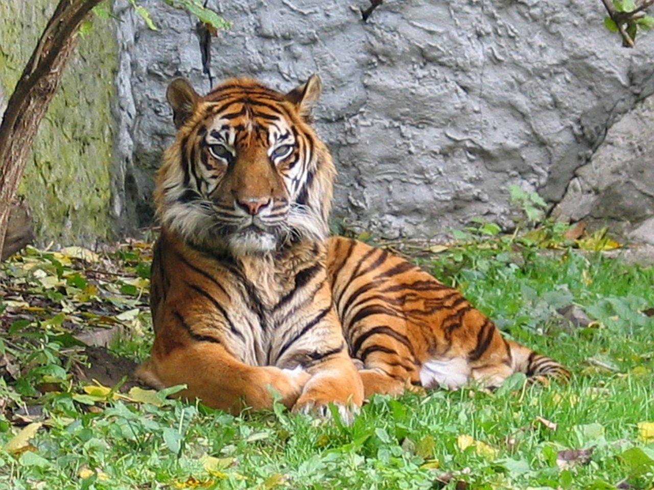 Sumatra-Tiger gehören zu den kleinsten Tigern. (Bild Monika Betley)
