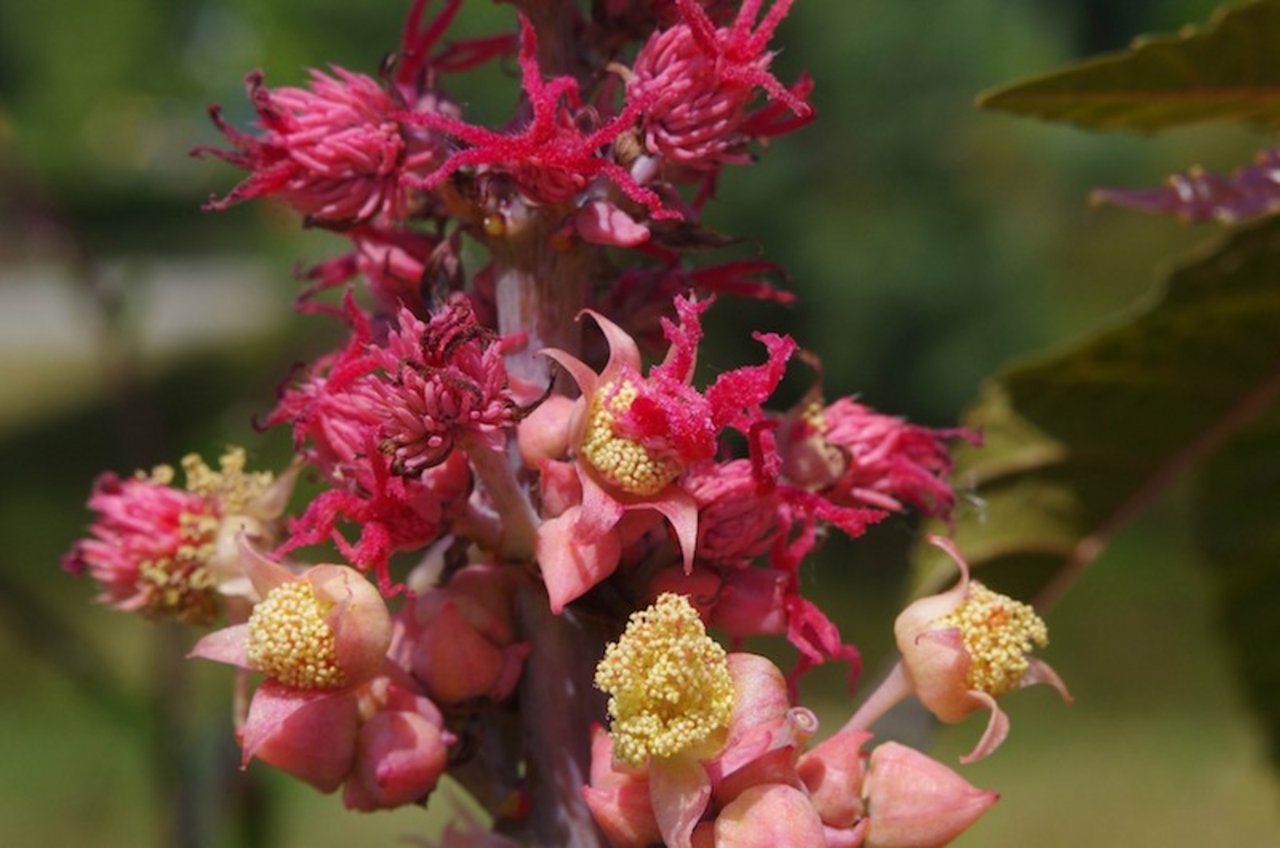 Die roten weiblichen Blüten stehen über den gelben männlichen an der gleichen Pflanze. (Bild Helge Masch)
