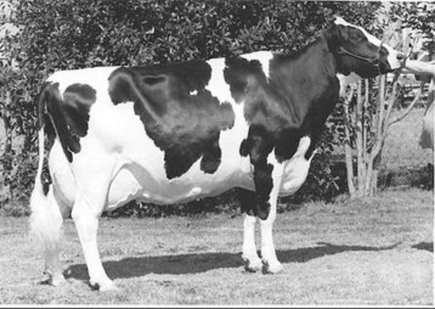 Wer kennt sie nicht: Hanoverhill Tony Rae EX-96. Grossmutter der Schaukuh Scientific Durham Debutante.  