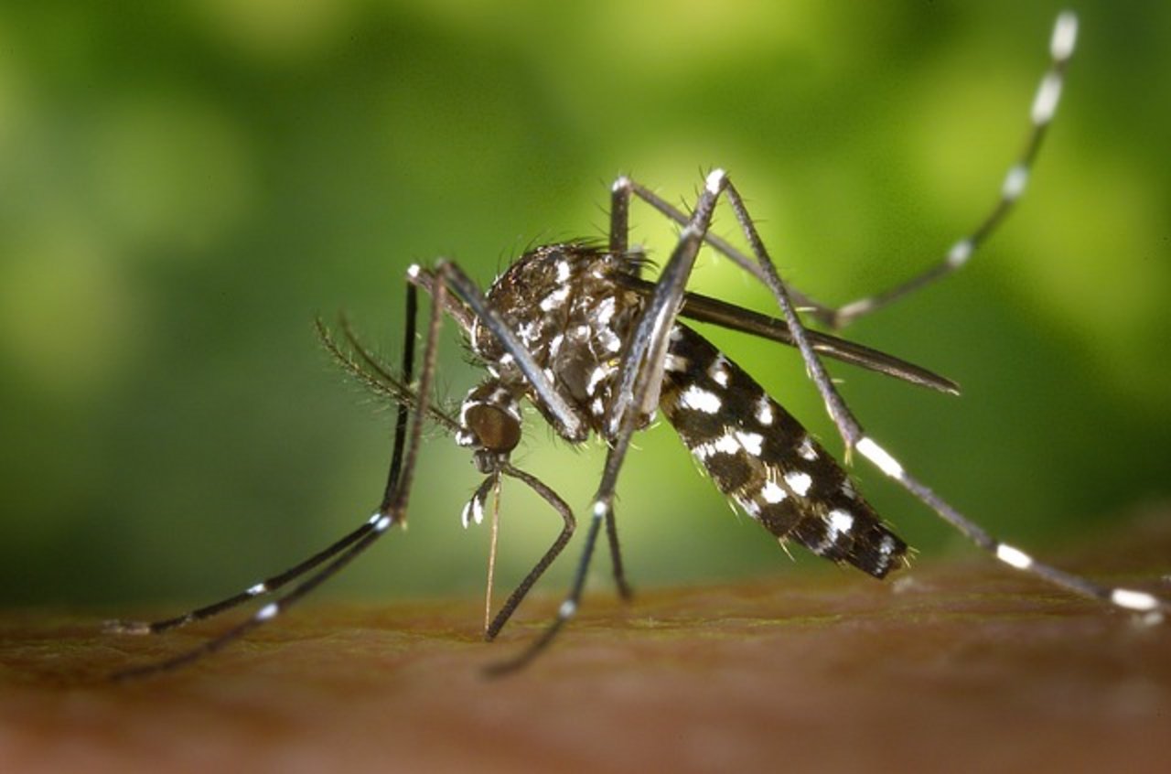 Obwohl die Tigermücken tropische Viruserkankungen übertragen können, besteht laut Stadt kein Anlass zur Sorge. (Symbolbild Pixabay)