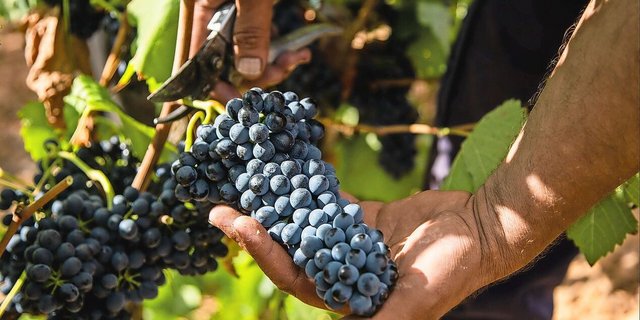 Was wächst, braucht Pflege. Qualifizierte Arbeitskräfte zu finden und zu halten, ist für viele Betriebe eine Herausforderung.