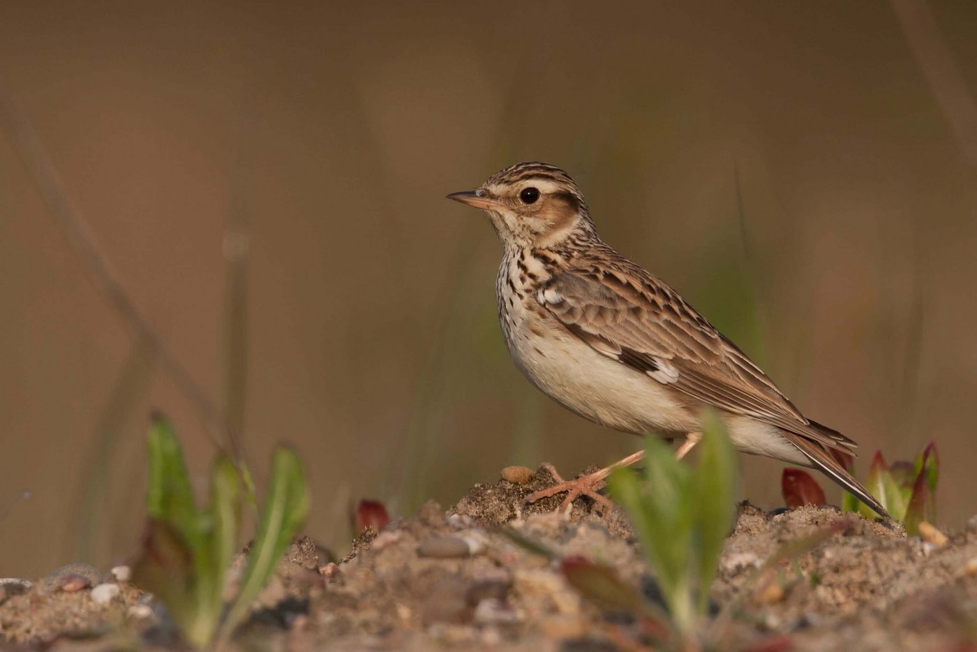 In der Schweiz brüten nur noch etwa 250-300 Heidelerchenpaare. Etwa die Hälfte davon lebt im Wallis. Rebberge sind ein wichtiger Lebensraum. (Bild Ralph Martin)