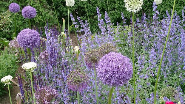Zwiebelpflanzen: Kugelige Blüten sorgen für einen Paukenschlag Zierlaucharten bringen Spannung ins Staudenbeet. (Bild GMH/Bettina Banse)