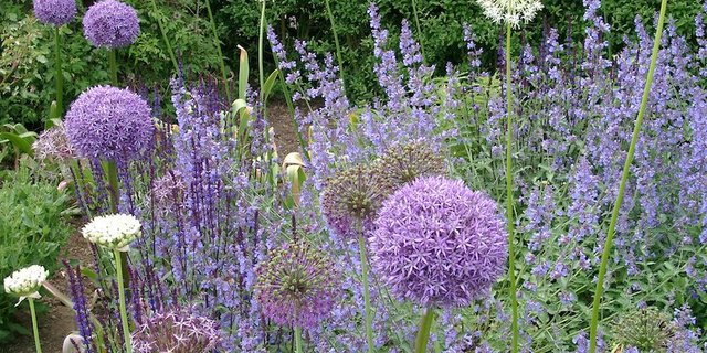 Zierlaucharten bringen Spannung ins Staudenbeet. (Bild GMH/Bettina Banse)