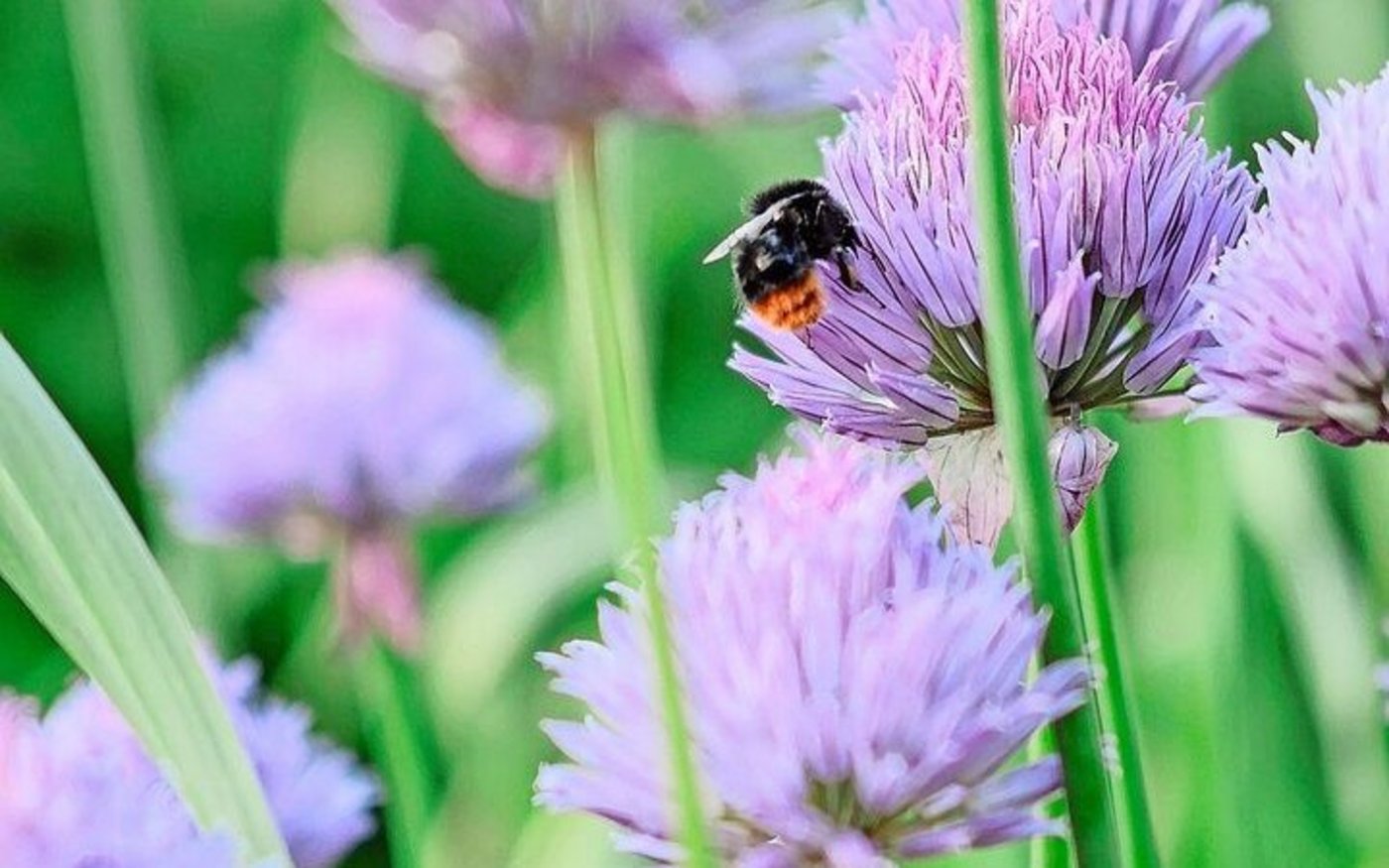 Schön und essbar: Die Blüten des Schnittlauchs.