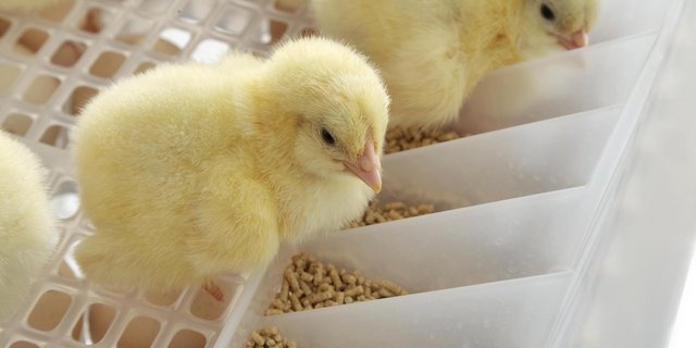 Auf den Zugang zu Futter und Wasser müssen frisch geschlüpfte Küken im Brutautomat oft warten. (Bild: Nijs)