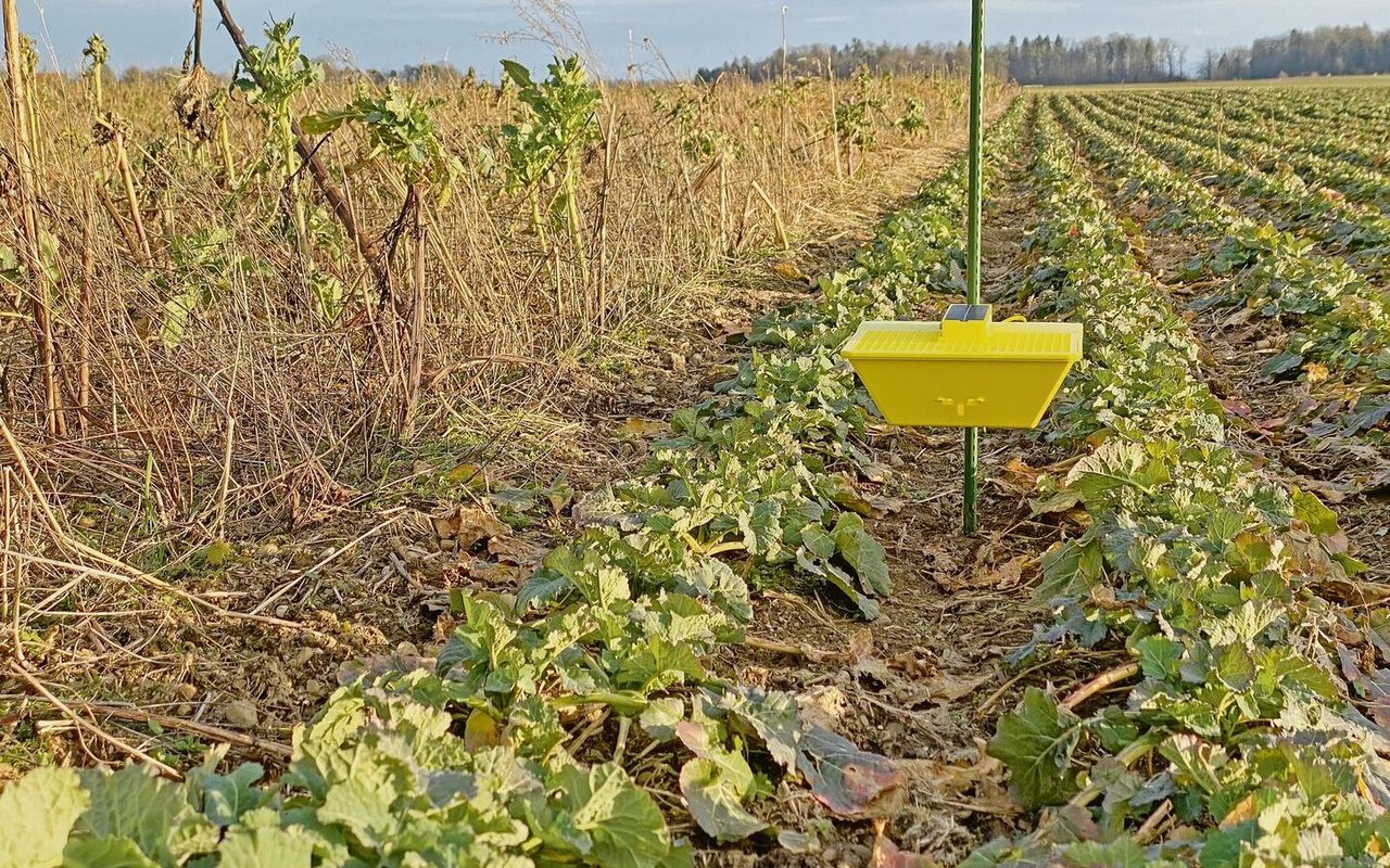 In einem Pilotversuch des Projekts «PFLOPF» der Kantone ZH, TG und AG werden digitale Gelbschalen zur Fernüberwachung getestet.