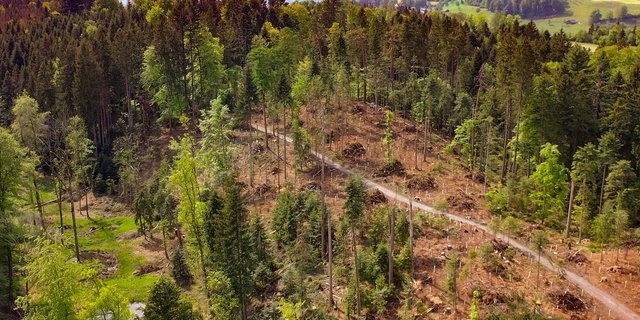 Das geräumte und mit weit über 1000 Bäumen wieder aufgeforstete rund 1,5 Hektaren grosse Gebiet im Meggerwald.  (Bild zVg)