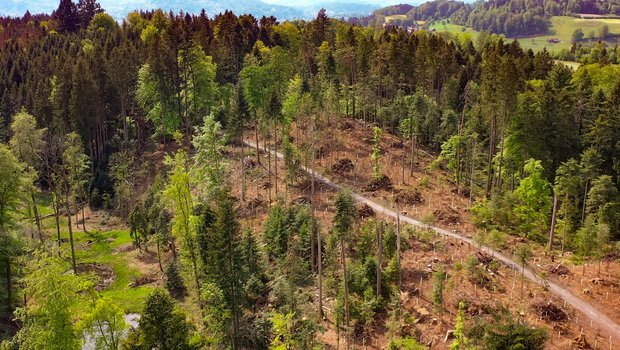 Das geräumte und mit weit über 1000 Bäumen wieder aufgeforstete rund 1,5 Hektaren grosse Gebiet im Meggerwald. (Bild zVg)