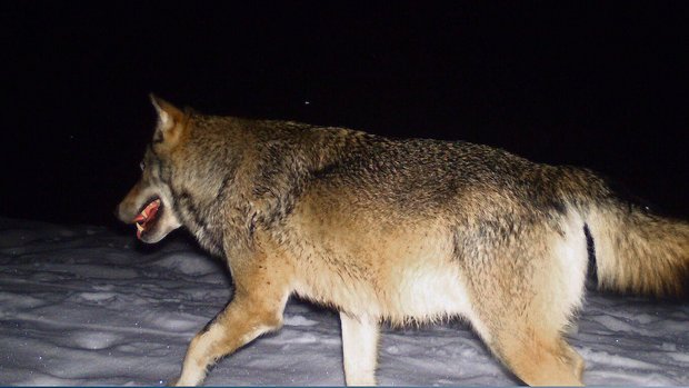 Wolf in einer Fotofalle. Auch im Talgebiet wird nun mit vermehrter Präsenz des Raubtieres gerechnet. 