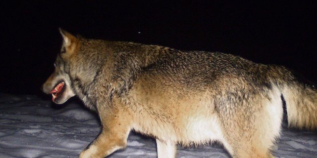 Wolf in einer Fotofalle. Auch im Talgebiet wird nun mit vermehrter Präsenz des Raubtieres gerechnet. 