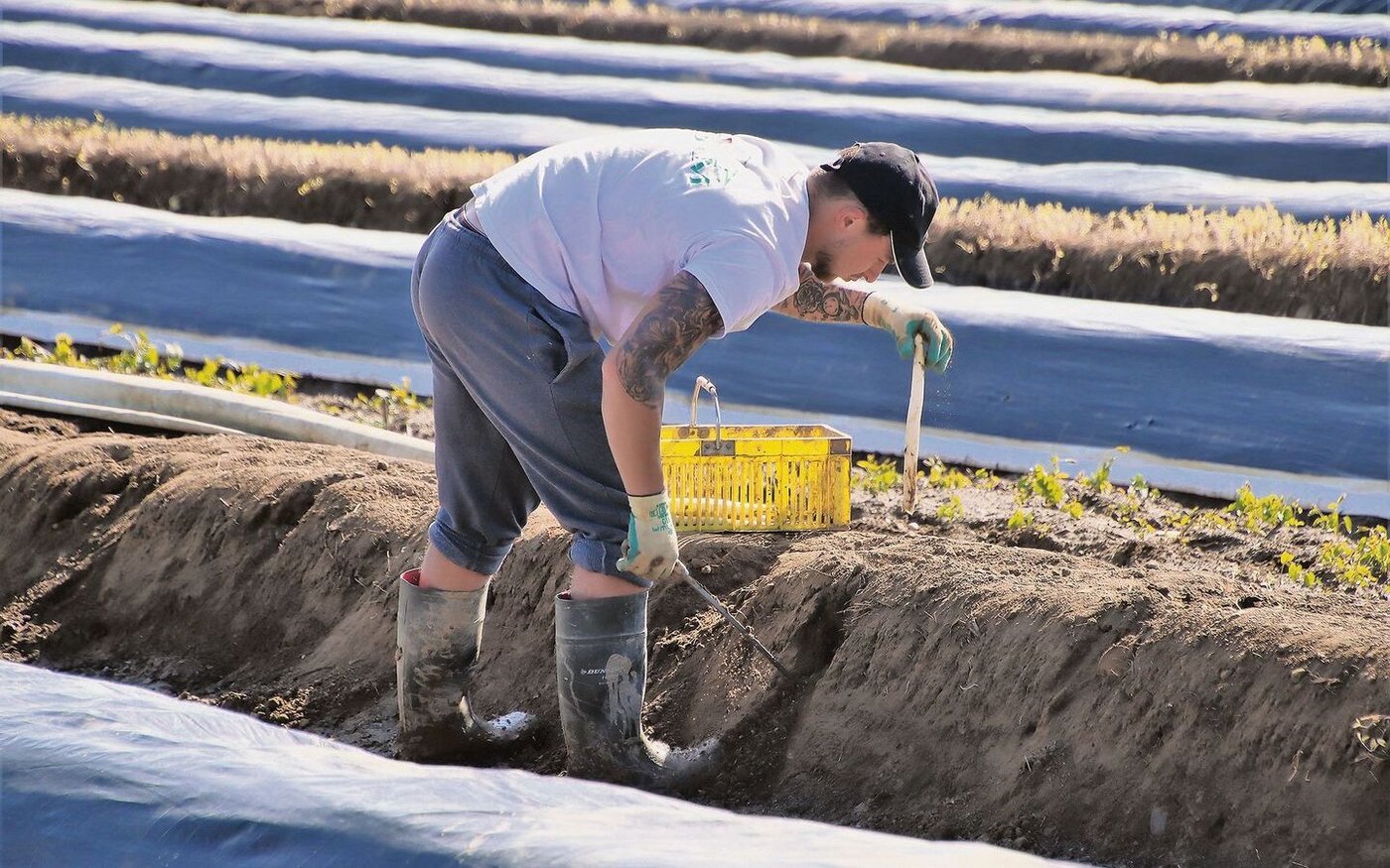 Beim Stechen der Bleichspargel braucht es Fingerspitzengefühl, damit die weisse Stange nicht verletzt wird.