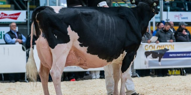 Grand Champion: Loyalyn Goldwyn June von Pierre Boulet. 