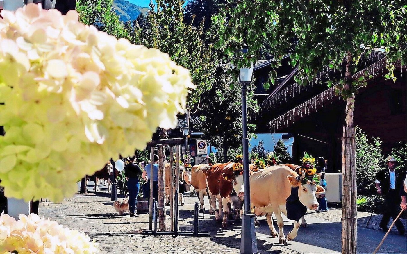 Hier zieht die Kuhherde von der Familie Ueli und Regula Bach aus Turbach in die Promenade ein.