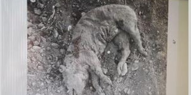 Dieses Photo ging durchs Netz. (Bild Deter)