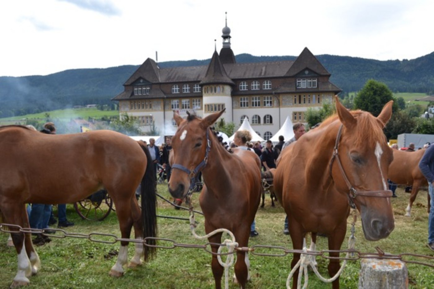 Am Schindoumärit werden nach wie vor viele Pferde verkauft. Vor allem Freiberger. (Bilder jba)