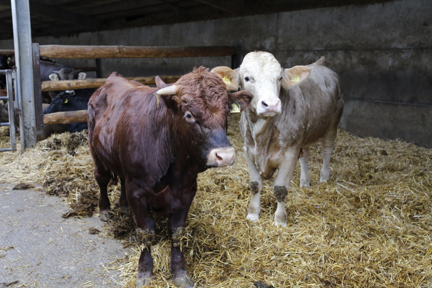 Die Rinder auf dem Hof von Tobias Steffen können sich im Stall frei bewegen. (Bild lid)
