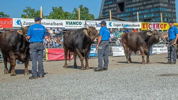 Für den Zuger Stierenmarkt im September 2021 braucht man ein Covid-Zertifikat Der Zuger Stierenmarkt ist ein wichtiger und beliebter Treffpunkt für Züchter und interessierte nicht-bäuerliche Besucher im Frühherbst. (Bild Braunvieh Schweiz)