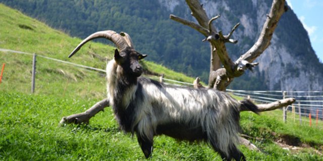 Ist der Bock weg, kehrt Ruhe ein, aber nicht für lange. Danach geht das Geissengezetter los. (Bild Archiv BauZ)