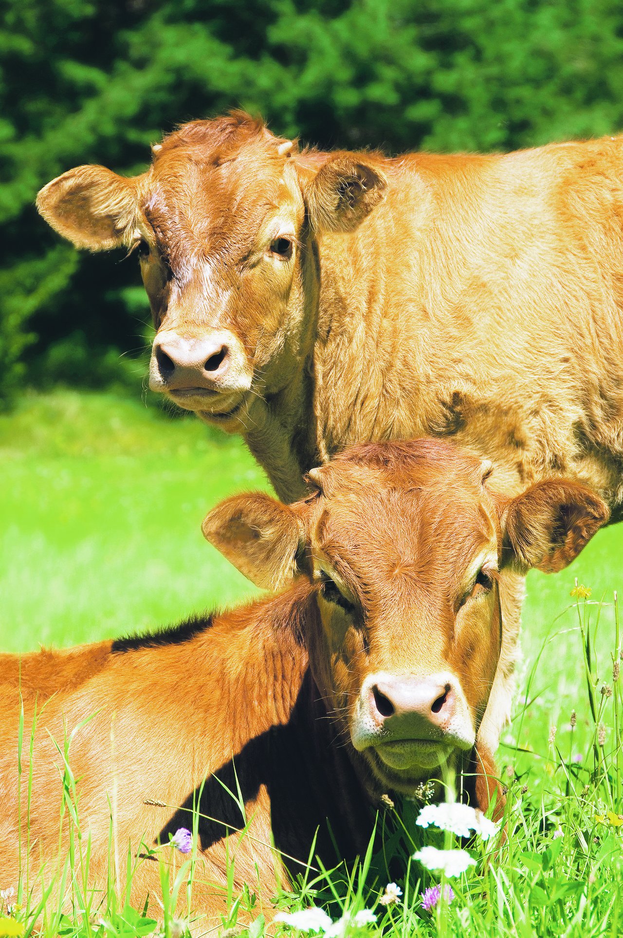 Weidemast ist eine Form der Rindviehmast, die für sich spricht und nicht lange erklärt werden muss. Das Rind frisst Gras auf der Weide und wandelt es in gutes Rindfleisch um. (Bild SBV)