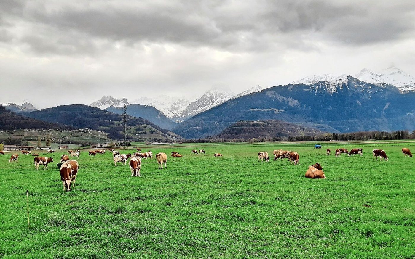 Die Kühe sind wieder draussen und weiden zufrieden. Auf dem Praktikumsbetrieb wird kein Kraftfutter eingesetzt.