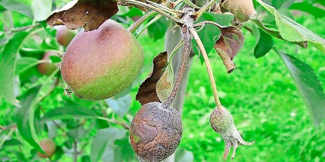 Feuerbrand ist ein «Geregelter Nicht-Quarantäneorganismus» und deshalb nur noch in Baumschulen und in «Gebieten mit geringer Prävalenz» meldepflichtig.