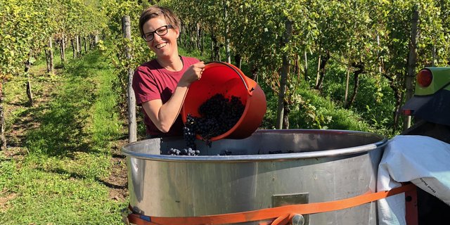 Das Warten hat sich gelohnt: Bei schönstem Wetter kann Esther Thalmann Blauburgunder-Trauben wümmen. (Bild Emil Keller)