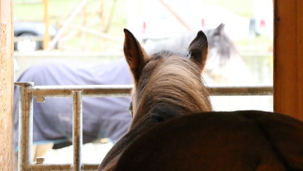 "Die Pferdehalter sollten ihre Tiere gut beobachten und die Polizei bei Verdacht informieren", so die Polizei. (Symbolbild Ruth Aerni)