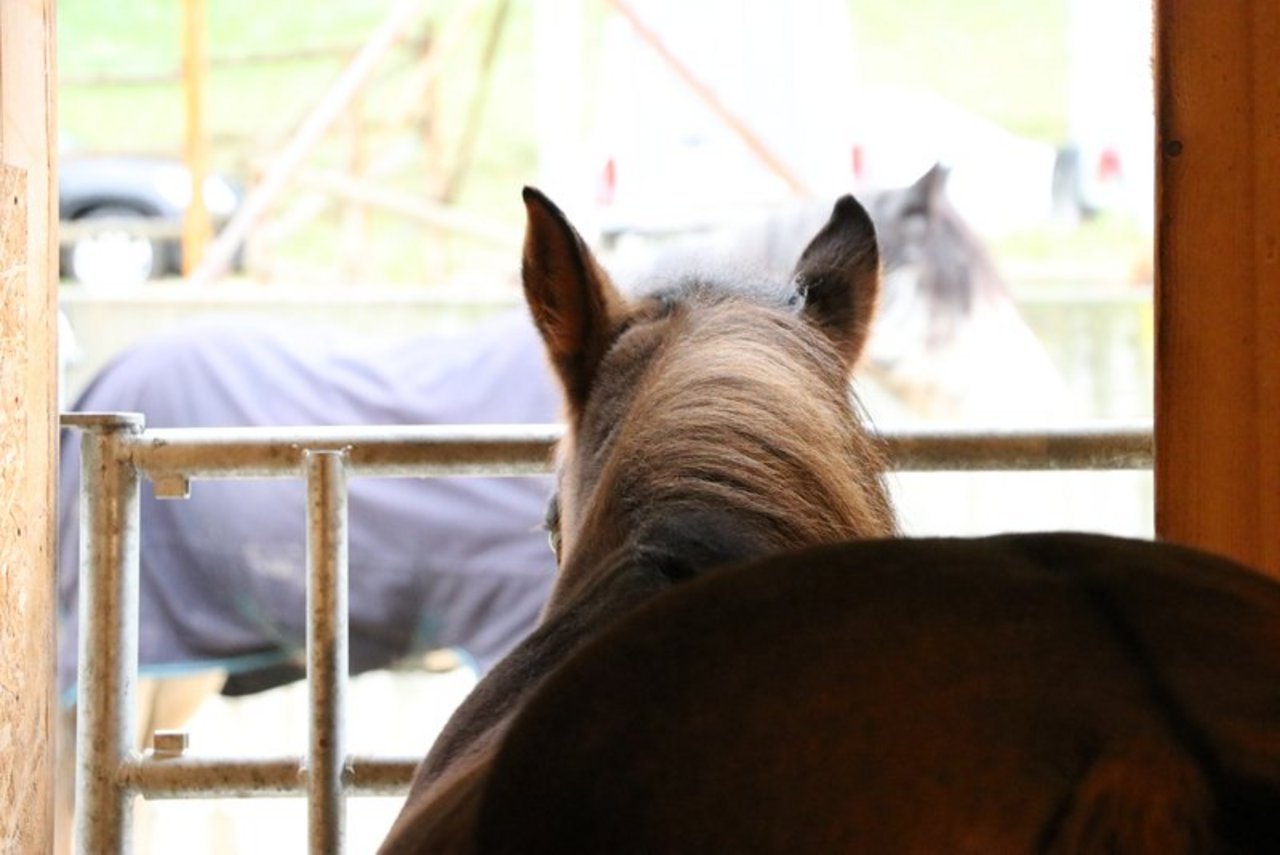 "Die Pferdehalter sollten ihre Tiere gut beobachten und die Polizei bei Verdacht informieren", so die Polizei. (Symbolbild Ruth Aerni)