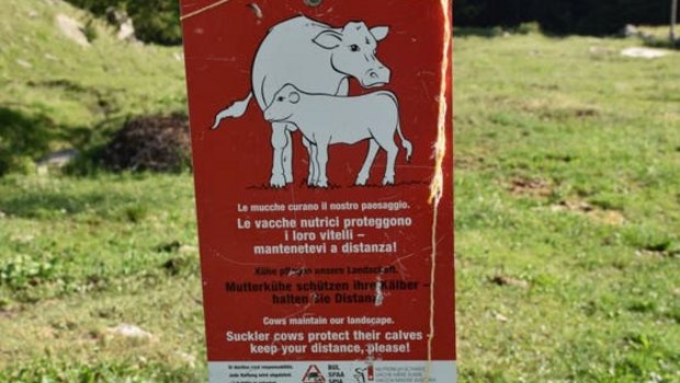 Eine Warntafel für Wanderer, die auf Mutterkühe mit ihren Kälbern aufmerksam macht. (Symbolbild Kapo GR)