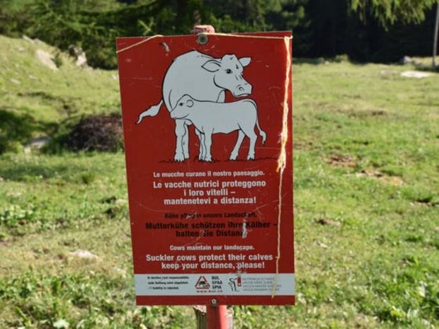 Eine Warntafel für Wanderer, die auf Mutterkühe mit ihren Kälbern aufmerksam macht. (Symbolbild Kapo GR)
