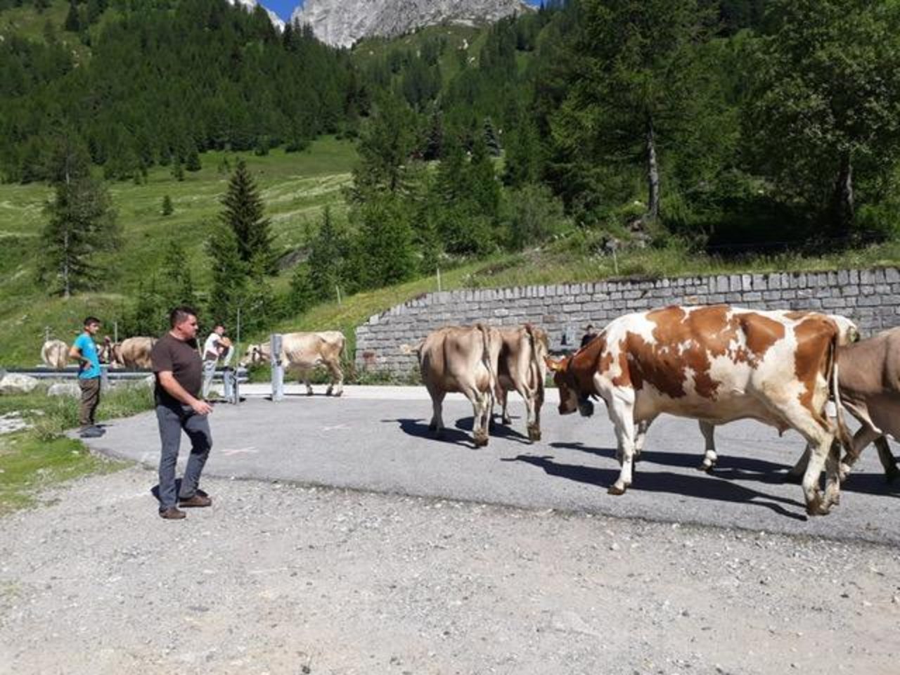 Papa Streil ist bei Rindern und Menschen für seine ruhige Fahrweise bekannt.