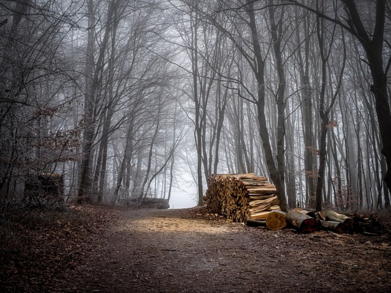 Waldlager mit holz minderer Qualität konnten laut HMK mehrheitlich abgebaut werden. (Bild Pixabay)