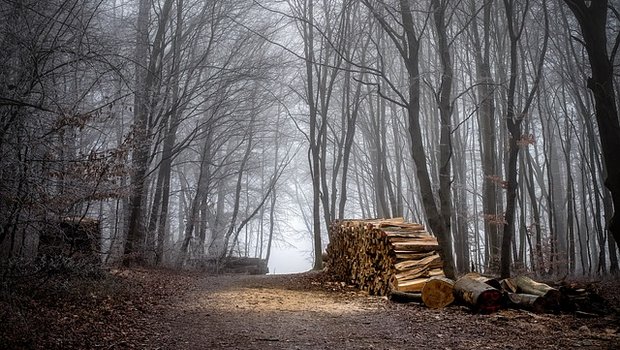 Waldlager mit holz minderer Qualität konnten laut HMK mehrheitlich abgebaut werden. (Bild Pixabay)