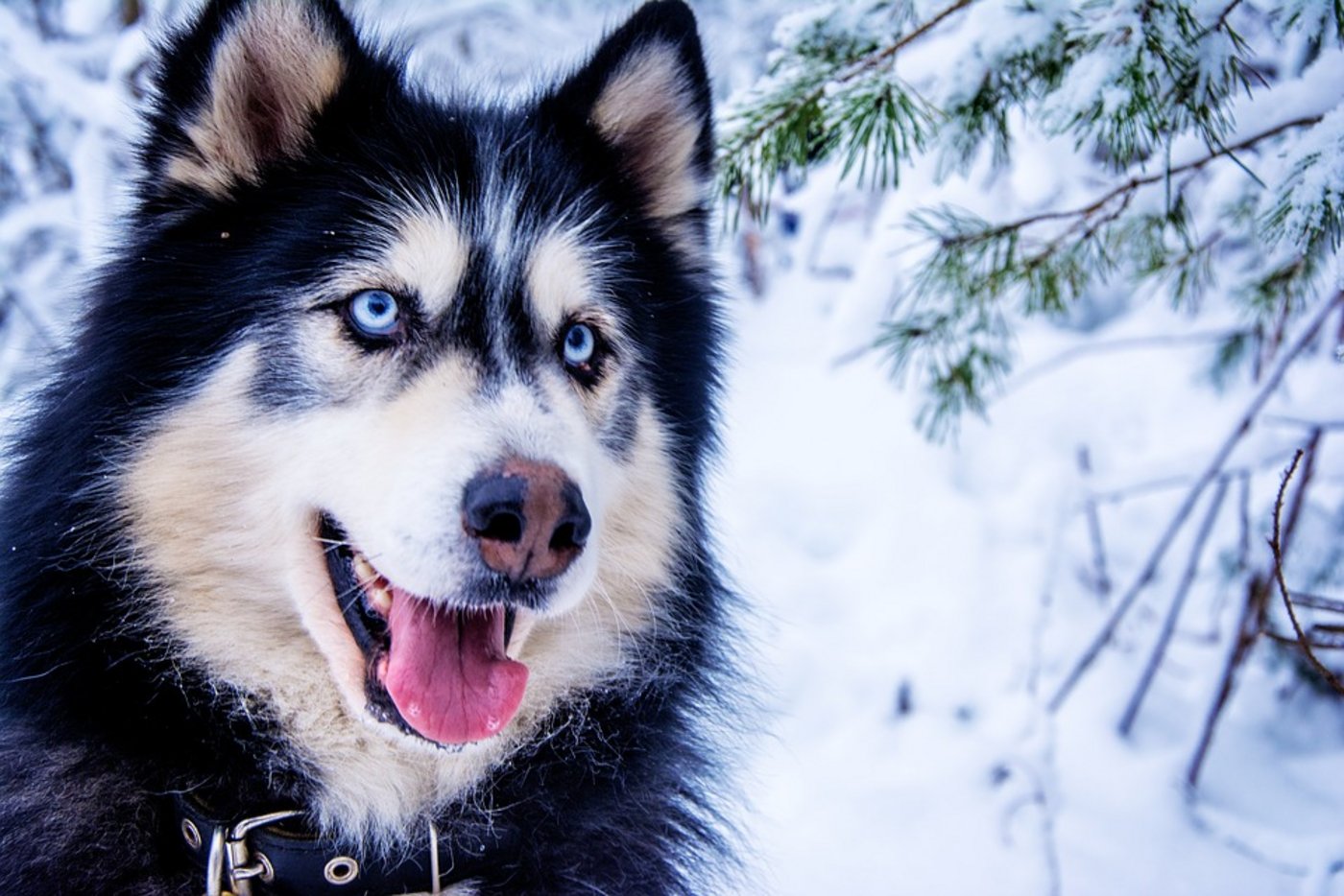 Warum haben viele Huskys blaue Augen? (Bild Pixabay)